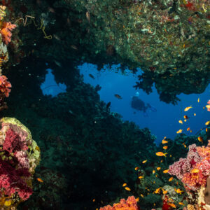 Reef swim-through framed by soft corals and anthias with distant diver, Shaab Maksour South, Red Sea, Egypt