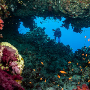 Diver standing in reef archway beyond soft corals and anthias, Shaab Maksour South, Red Sea, Egypt