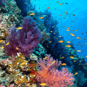 Coraux mous et barbiers sur un tombant abrupt dans le bleu, format vertical, Shaab Maksour sud, mer Rouge, Égypte