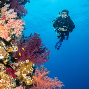Diver beside wall covered in pink soft corals, vertical, Shaab Maksour South, Red Sea, Egypt