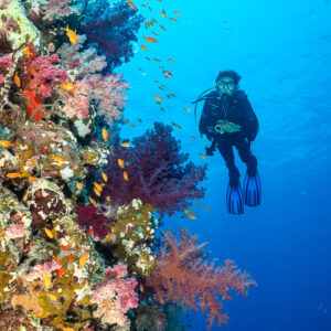 Diver hovering in blue next to colourful soft coral wall, vertical, Shaab Maksour South, Red Sea, Egypt