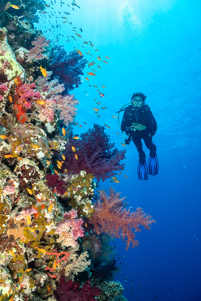Diver hovering in blue next to colourful soft coral wall, vertical, Shaab Maksour South, Red Sea, Egypt