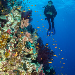 Diver facing camera alongside soft coral wall, vertical, Shaab Maksour South, Red Sea, Egypt
