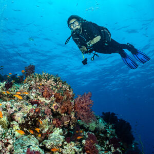 Diver swimming above reef crest with soft corals and anthias, Shaab Maksour South, Red Sea, Egypt