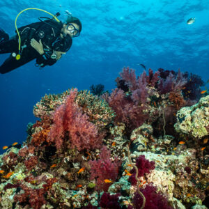 Diver looking at camera above red soft corals, Shaab Maksour South, Red Sea, Egypt