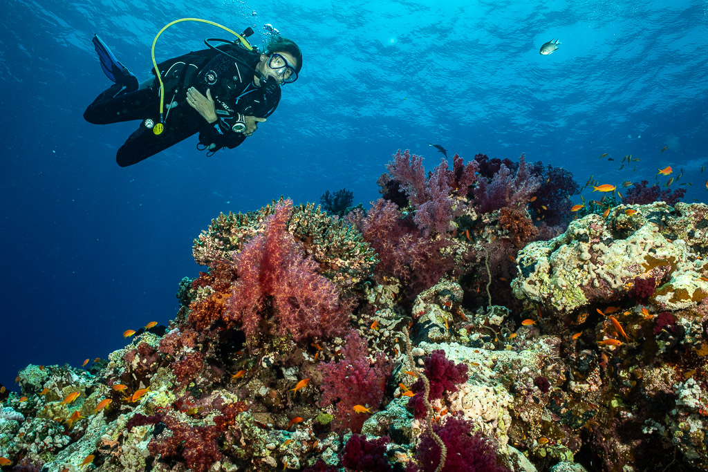 Diver looking at camera above red soft corals, Shaab Maksour South, Red Sea, Egypt