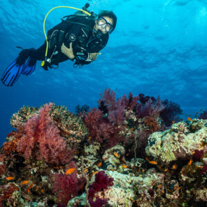 Diver gliding over reef with red soft corals, closer framing, Shaab Maksour South, Red Sea, Egypt