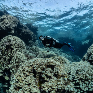 Diver swimming between coral heads below rippled surface, Shaab Claudio, Red Sea, Egypt