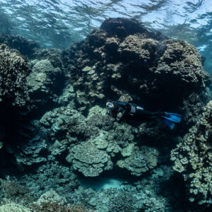 Diver among large coral heads under the surface, wider view, Shaab Claudio, Red Sea, Egypt