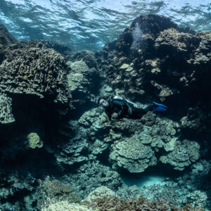 Diver gliding through shallow coral garden beneath the surface, Shaab Claudio, Red Sea, Egypt