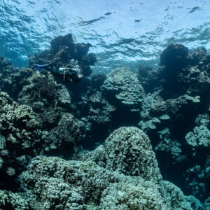Shallow coral heads beneath rippled surface with distant diver, Shaab Claudio, Red Sea, Egypt