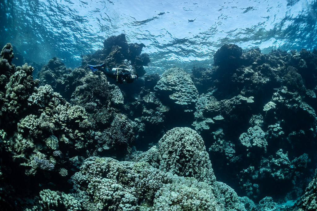 Shallow coral heads beneath rippled surface with distant diver, Shaab Claudio, Red Sea, Egypt