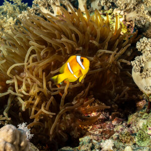 Red Sea anemonefish nestled in anemone tentacles, Elphinstone South, Red Sea, Egypt