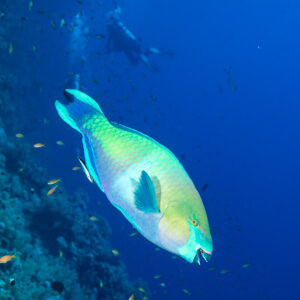 Male rusty parrotfish swimming along wall with divers behind, Elphinstone South, Red Sea, Egypt
