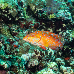 Coral grouper swimming over reef with anthias, Elphinstone South, Red Sea, Egypt