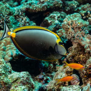 Orangespine unicornfish swimming over coral with anthias, Elphinstone South, Red Sea, Egypt