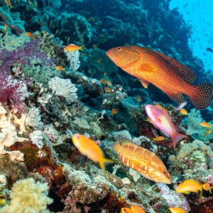 Two coral groupers with anthias above colourful reef, Elphinstone South, Red Sea, Egypt