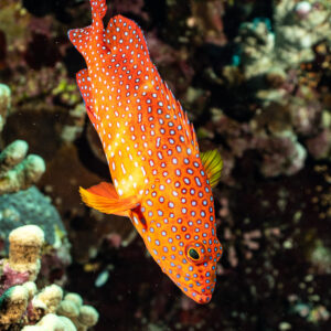 Coral grouper descending reef face, vertical, Elphinstone South, Red Sea, Egypt