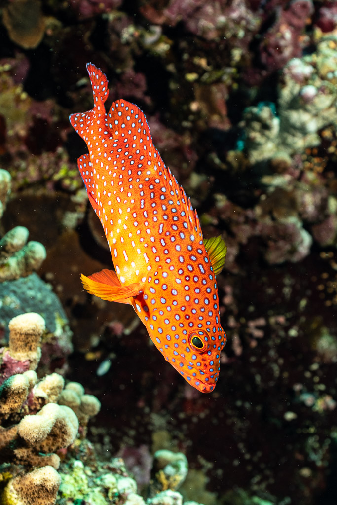 Coral grouper descending reef face, vertical, Elphinstone South, Red Sea, Egypt