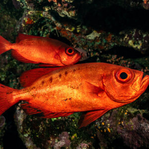 Pair of crescent-tail bigeyes in front of dark reef, Elphinstone South, Red Sea, Egypt