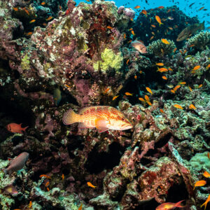 Coral grouper amid swarming anthias on reef, vertical, Elphinstone South, Red Sea, Egypt