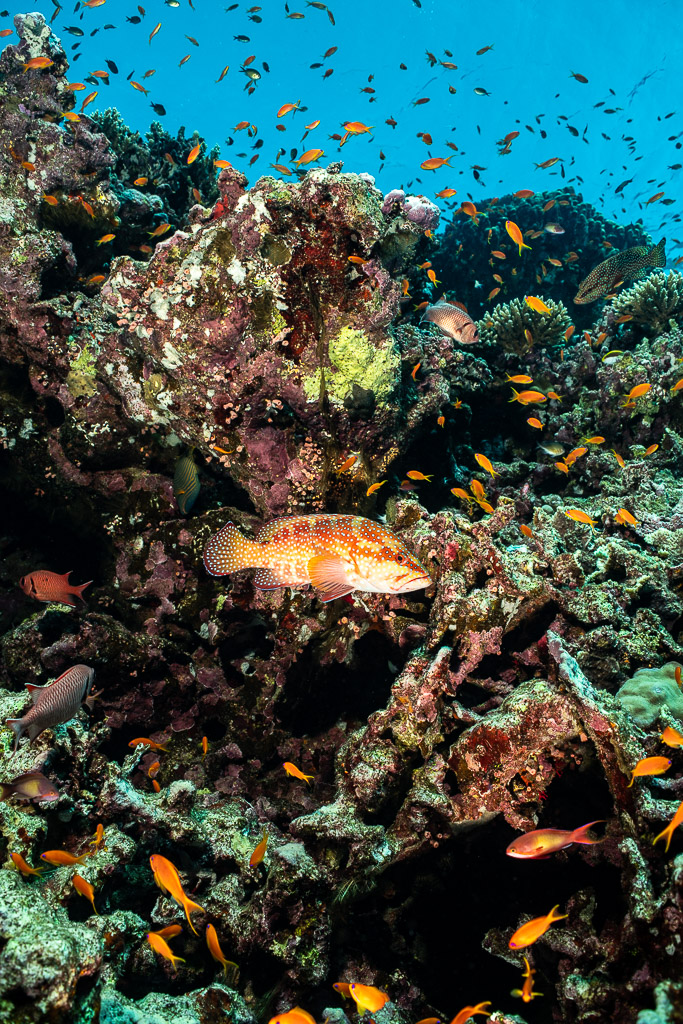 Coral grouper amid swarming anthias on reef, vertical, Elphinstone South, Red Sea, Egypt