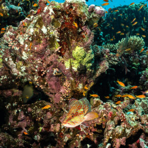 Coral grouper among anthias on reef, alternate vertical, Elphinstone South, Red Sea, Egypt