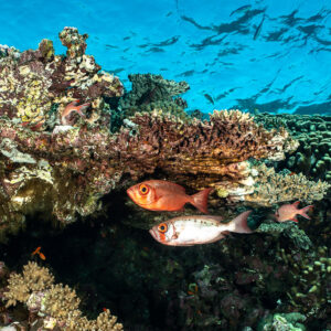 Two crescent-tail bigeyes under table coral, red and pale phases, Elphinstone South, Red Sea, Egypt