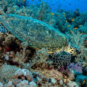 Tortue imbriquée posée parmi les coraux mous du récif, Elphinstone nord, mer Rouge, Égypte