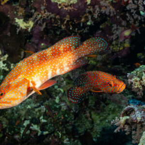 Two coral groupers in reef crevice, Elphinstone North, Red Sea, Egypt