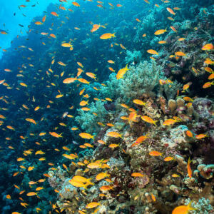 Anthias swarming over steep reef slope, vertical, Elphinstone North, Red Sea, Egypt