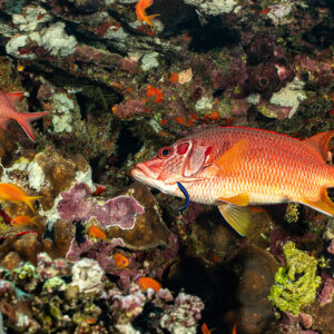 Sabre squirrelfish and soldierfish among anthias on reef, Elphinstone North, Red Sea, Egypt