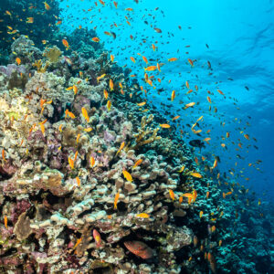 Reef slope with anthias rising toward the surface, vertical, Elphinstone North, Red Sea, Egypt