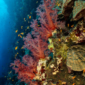 Coraux mous rouges suspendus au tombant, format vertical, Elphinstone ouest, mer Rouge, Égypte