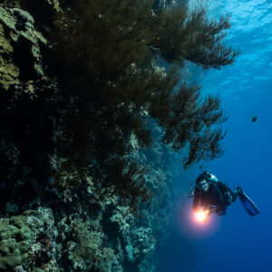 Diver with torch under overhang along reef wall, vertical, Elphinstone West, Red Sea, Egypt