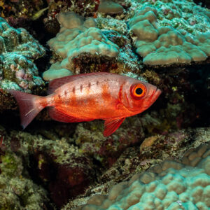 Beauclaire de lune à livrée barrée au-dessus du corail, Elphinstone ouest, mer Rouge, Égypte