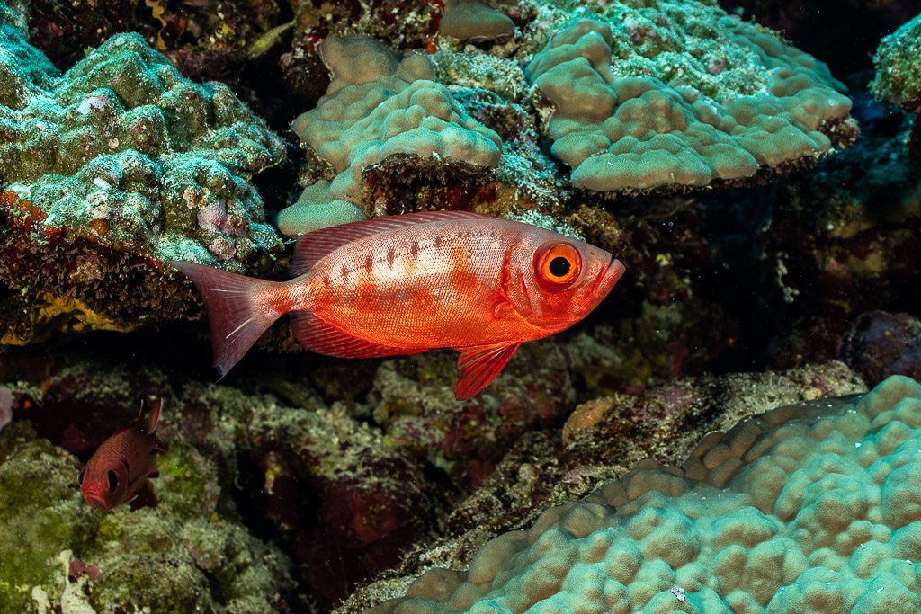 Crescent-tail bigeye with barred pattern over coral, Elphinstone West, Red Sea, Egypt
