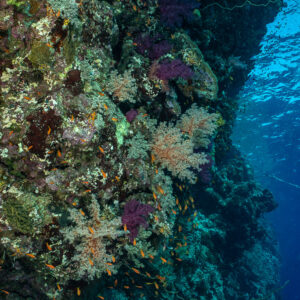 Tombant corallien plongeant dans le bleu, format vertical, Elphinstone ouest, mer Rouge, Égypte