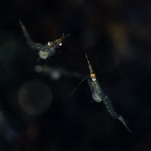 Two translucent prawns swimming against a black background, square format, Le Croisic, Brittany, France