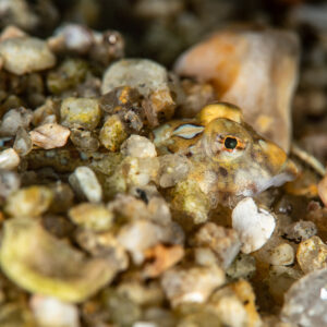 Small fish buried in gravel with only its head and eye showing, Le Croisic, Brittany, France