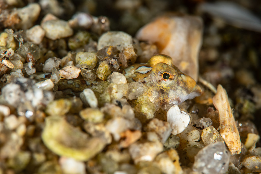 Small fish buried in gravel with only its head and eye showing, Le Croisic, Brittany, France