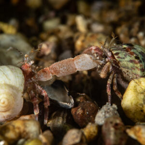 Two hermit crabs facing off over a white snail shell on gravel, Le Croisic, Brittany, France