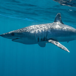 Shortfin mako shark cruising just below the surface, sunlit flank, Mexico