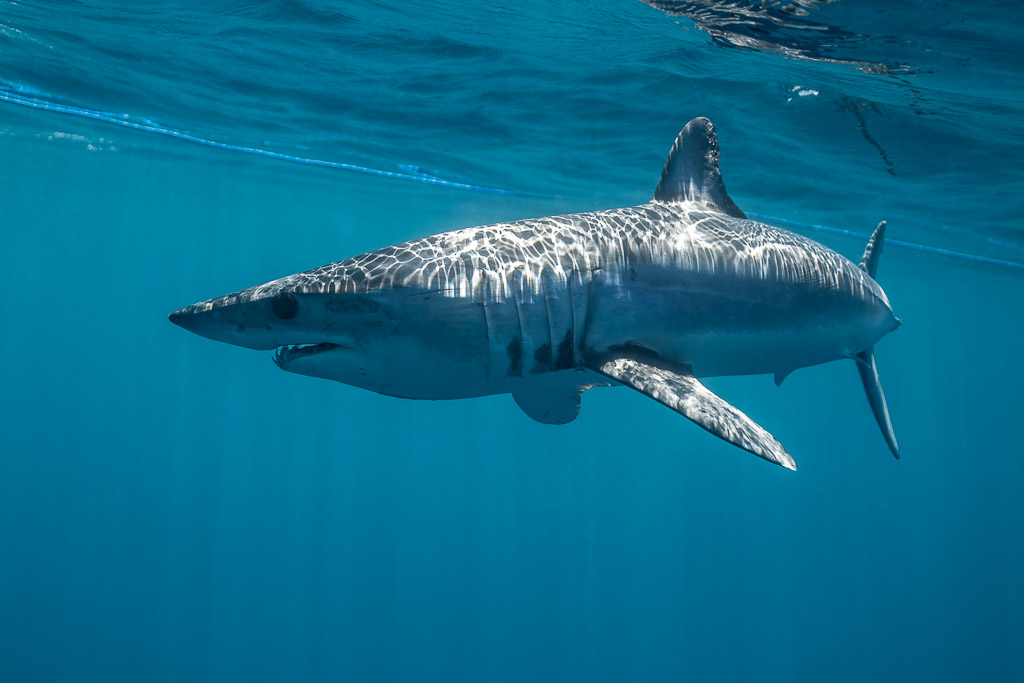 Shortfin mako shark cruising just below the surface, sunlit flank, Mexico