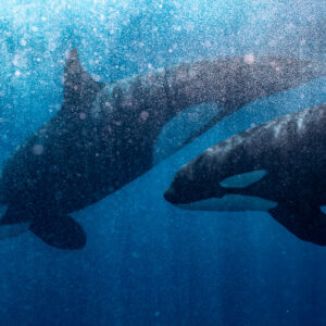 Two orcas swimming through a curtain of bubbles in blue water, Mexico