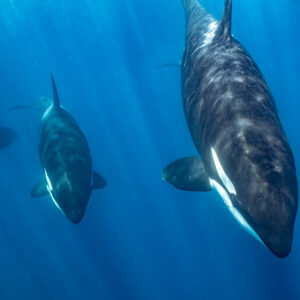Three orcas descending vertically in deep blue water, Mexico