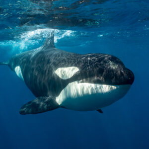 Orca approaching head-on just below the surface, Mexico