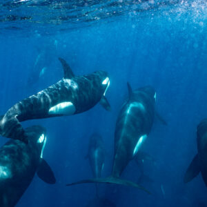 Orca pod swimming together in the blue, seen from above, Mexico