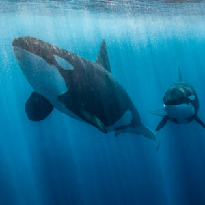 Orca in profile with a second orca facing the camera behind, Mexico