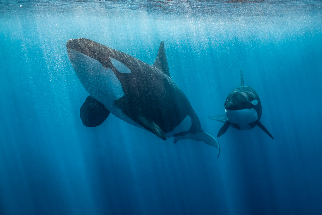 Orca in profile with a second orca facing the camera behind, Mexico